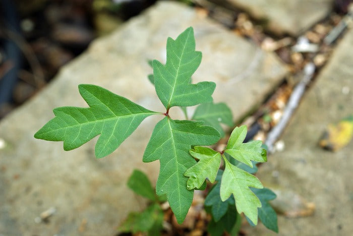 Poison Ivy Has Nothing on Chinese Herbs