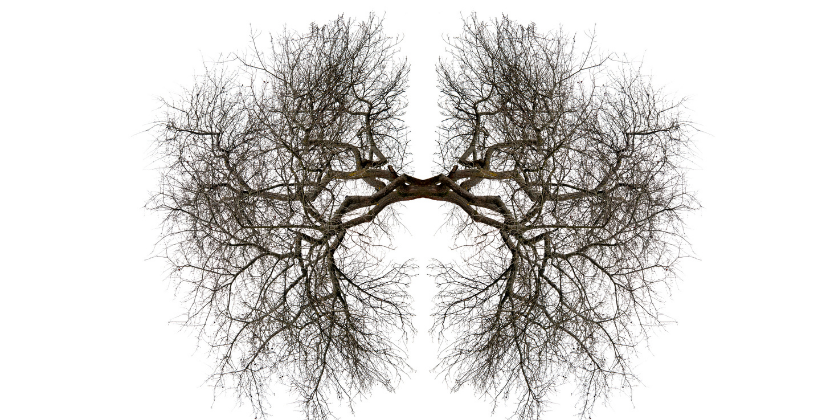 Supporting Lingering Coughs, Phlegm, and Dampness: A Chinese Medicine Approach